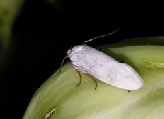 Tegeticula yuccasella