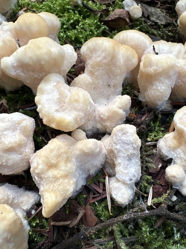 Climacocystis borealis