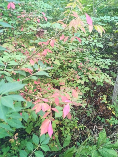 winged euonymus