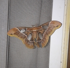 Rothschildia arethusa