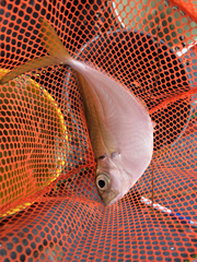 Chloroscombrus chrysurus