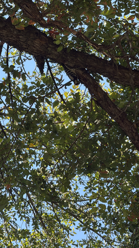Downy Woodpecker