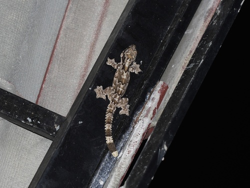 Ptychozoon observed 2026-09-15
