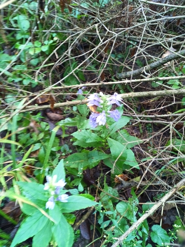 great blue lobelia