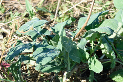 Brassica oleracea, photograph (c) Fyodor Pudovikov, some rights reserved (CC BY)