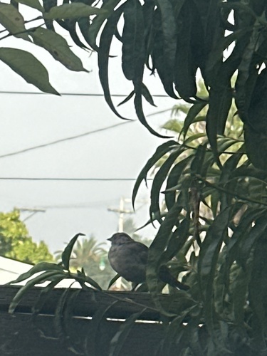 California Towhee