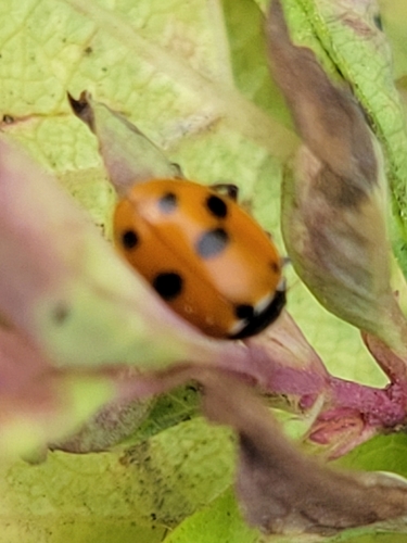 Variegated Lady Beetle