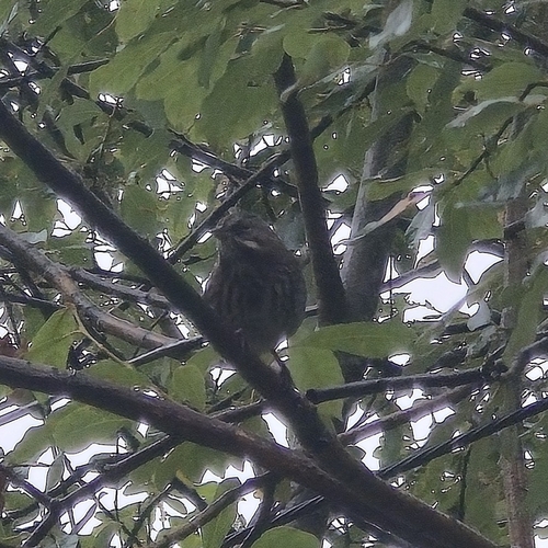 Song Sparrow