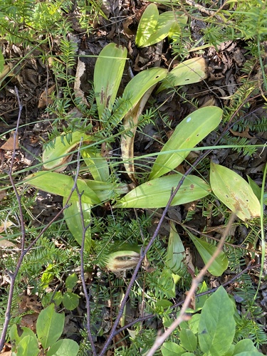 bluebead lily