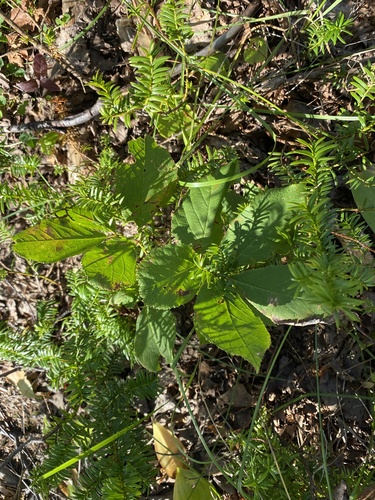 wild sarsaparilla