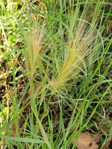 Foxtail Barley