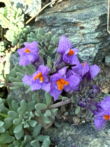 Alpine Toadflax