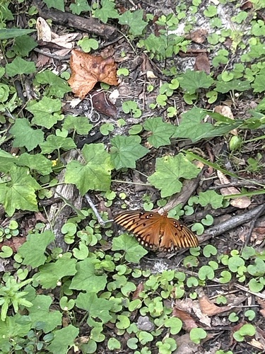 Gulf Fritillary