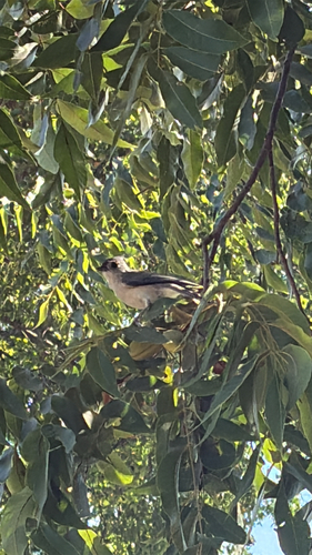 Tufted Titmouse