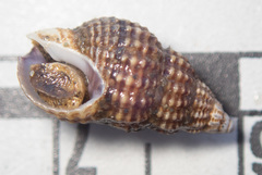 Nassarius mendicus