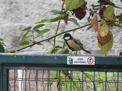 Great Tit