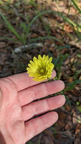 Pyrrhopappus carolinianus, photograph 2
