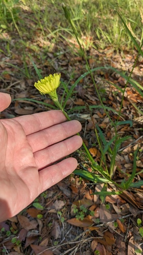 Pyrrhopappus carolinianus, photograph 1
