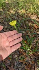 Pyrrhopappus carolinianus