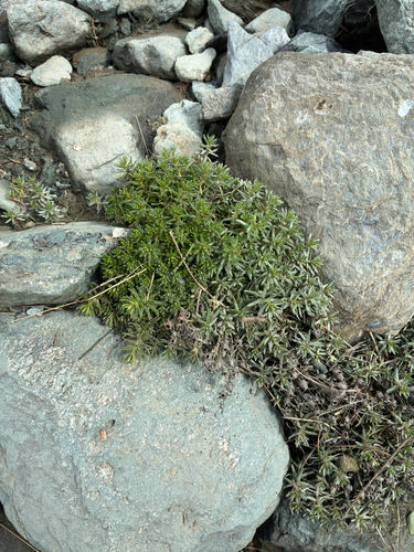Yellow Saxifrage