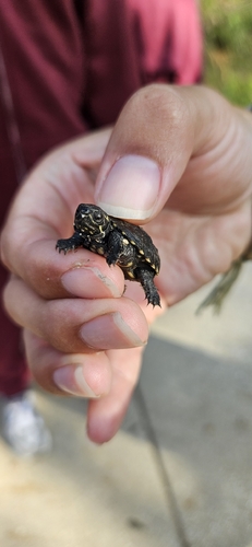 Eastern Musk Turtle