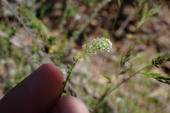 Johnstonella micromeres