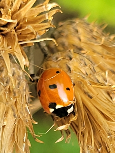 Seven-spotted Lady Beetle