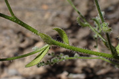 Johnstonella micromeres