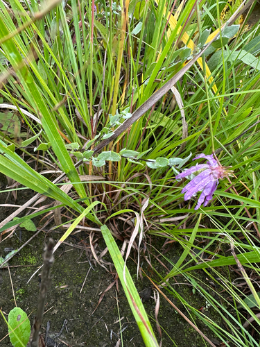 silky aster