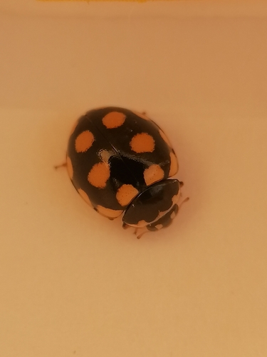 Coccinula quatuordecimpustulata