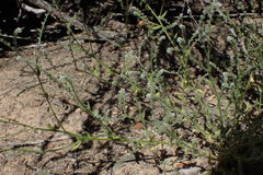 Johnstonella micromeres