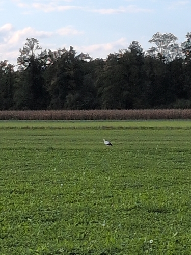 White Stork