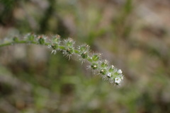 Johnstonella micromeres