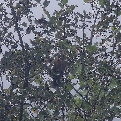 American Robin