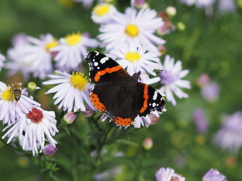 Red Admiral