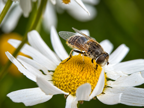 Eurasian Drone Fly