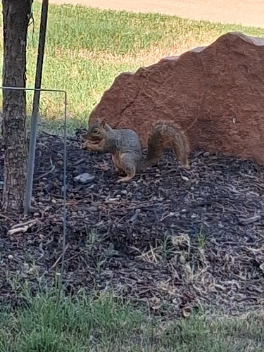 Eastern Fox Squirrel