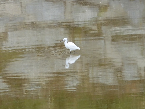 Little Egret