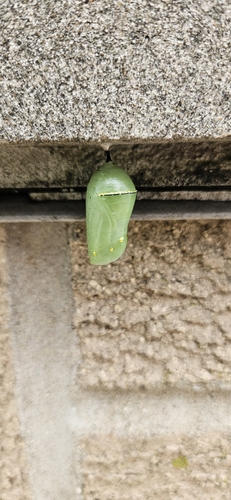 Monarch