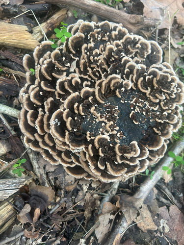turkey-tail