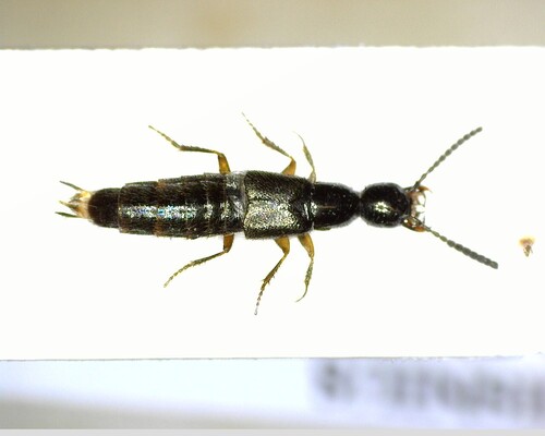 Bisnius fimetarius