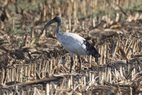 African Sacred Ibis
