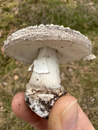 European False Blusher