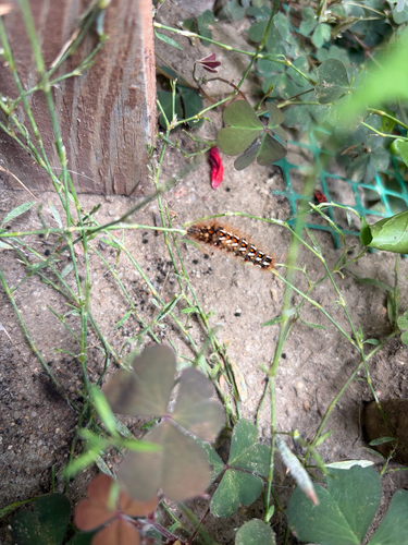 Knot Grass Moth