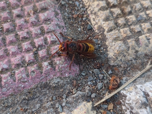 European Hornet