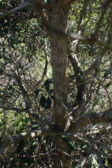 Comarostaphylis diversifolia