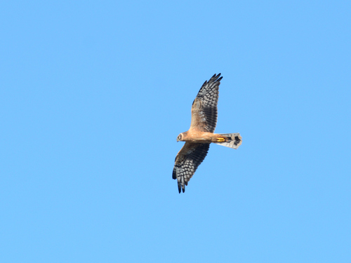 Aguilucho papialbo (Circus macrourus)