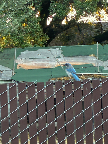 California Scrub-Jay