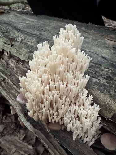 crown-tipped coral fungus