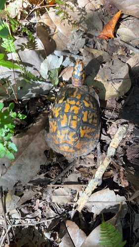 Common Box Turtle